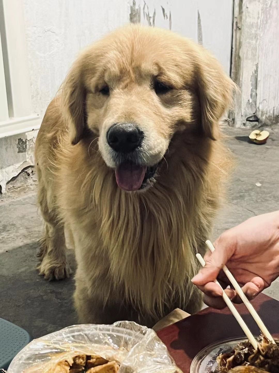 豪宠犬舍