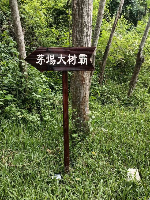 澄迈县金江镇长安茅場大樹霸公祖