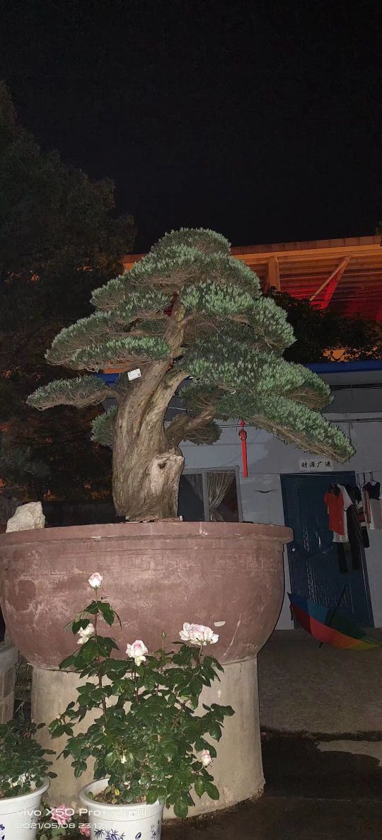 万卉园花木市场