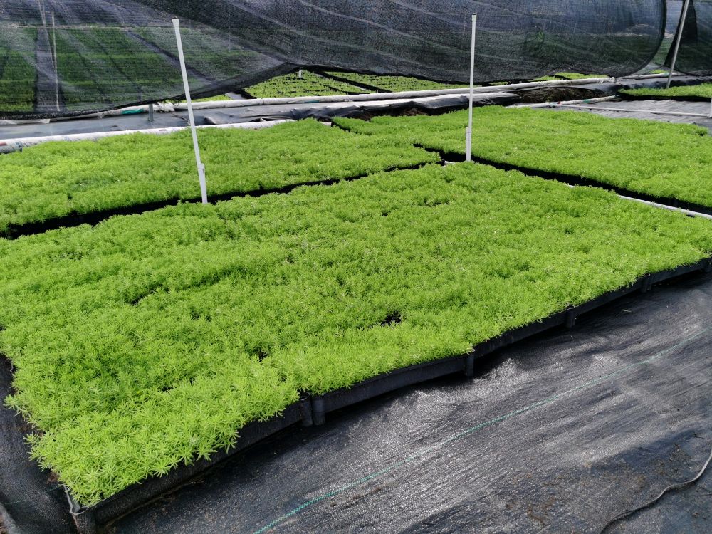 中山市俊和花木场