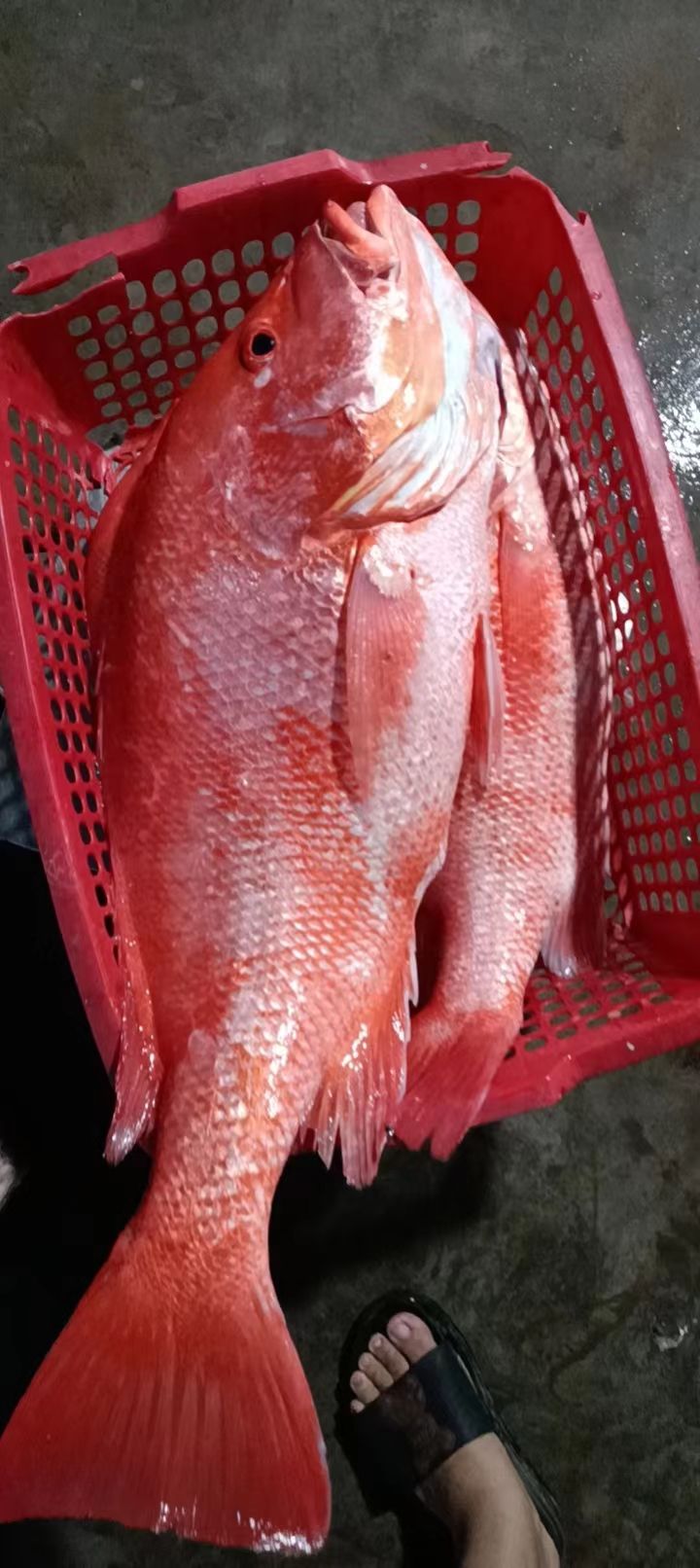 深海马鲛鱼鲛贵人直营店