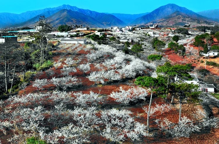 茅坡樱红