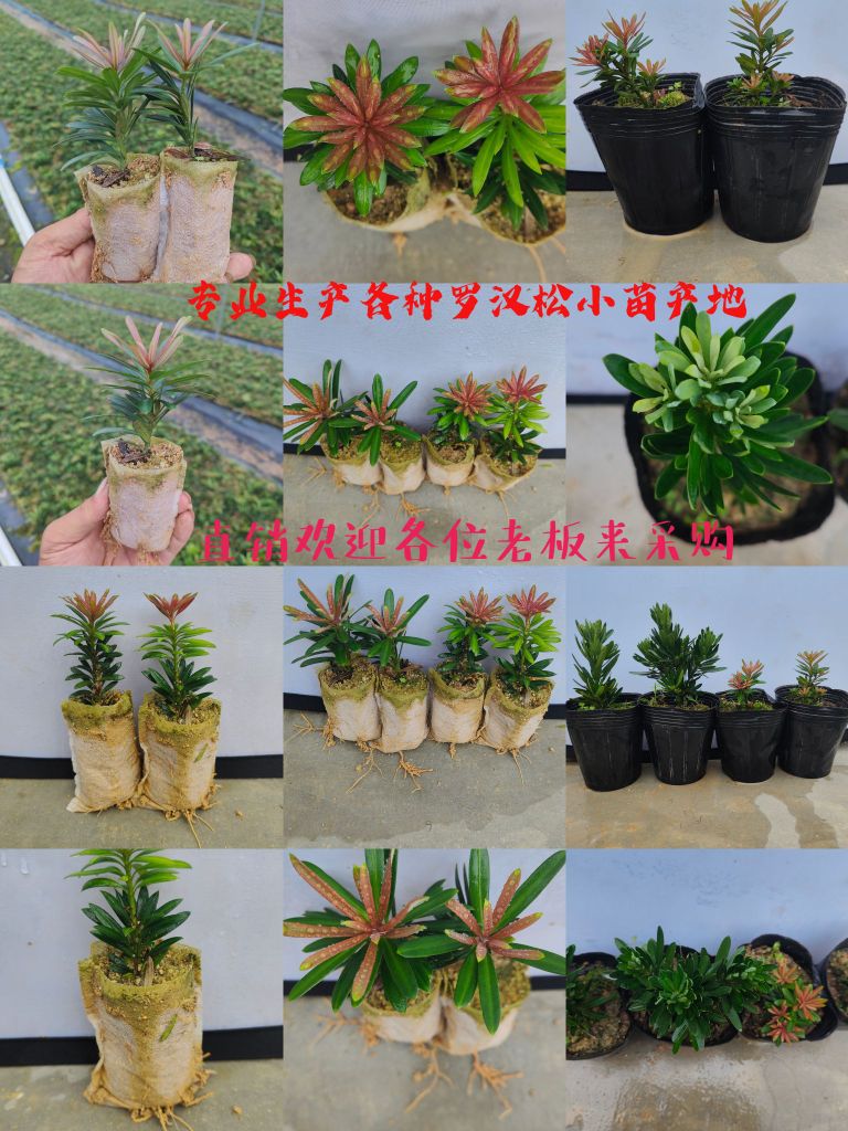 北流市阿贵七彩园艺