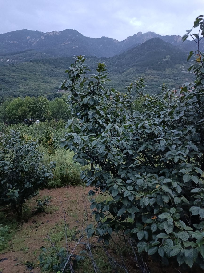 青岛市崂山区