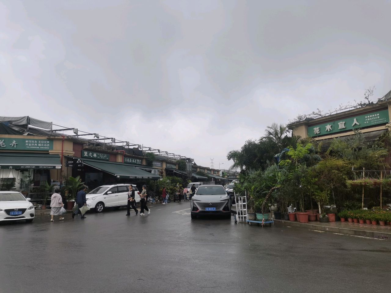 宏帆望海花市植物租赁植物批发中心