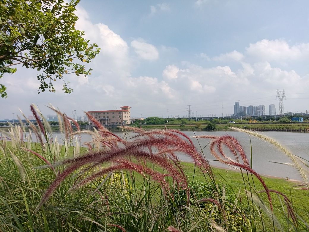 陈村水道碧道南海区段