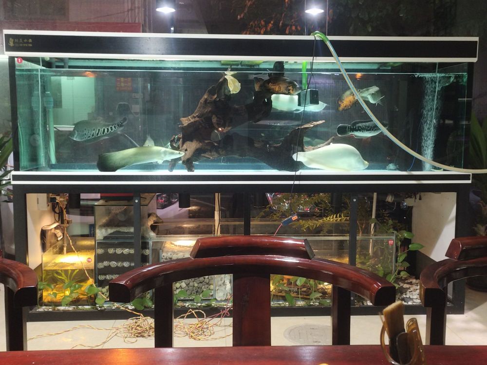 鸿美水族-龙鱼专卖店