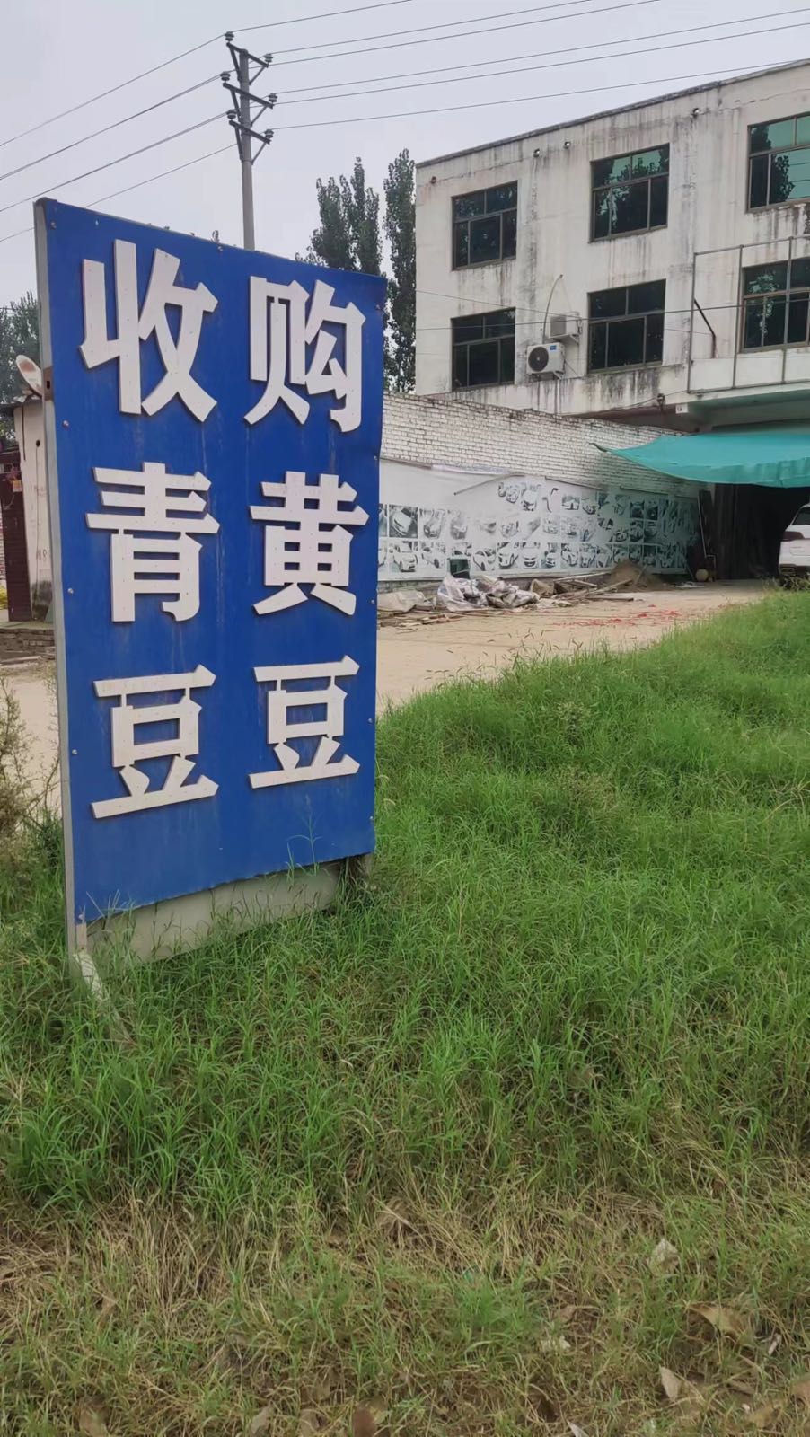 彦岭大豆收购