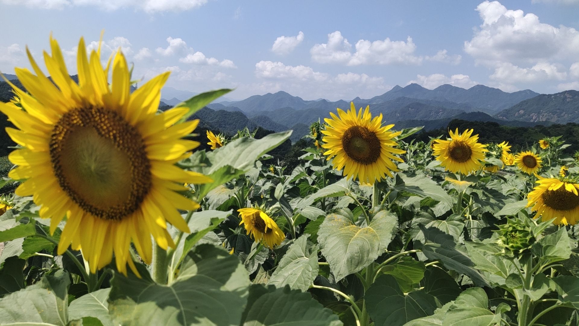 东岭头油菜花海