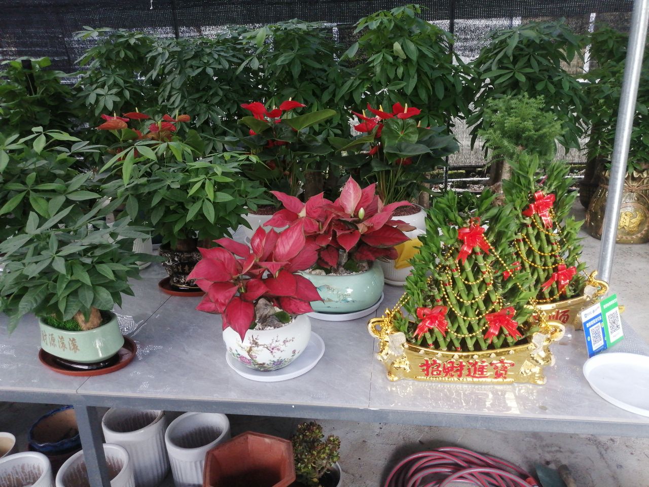 厚福花木店(白云六路店)