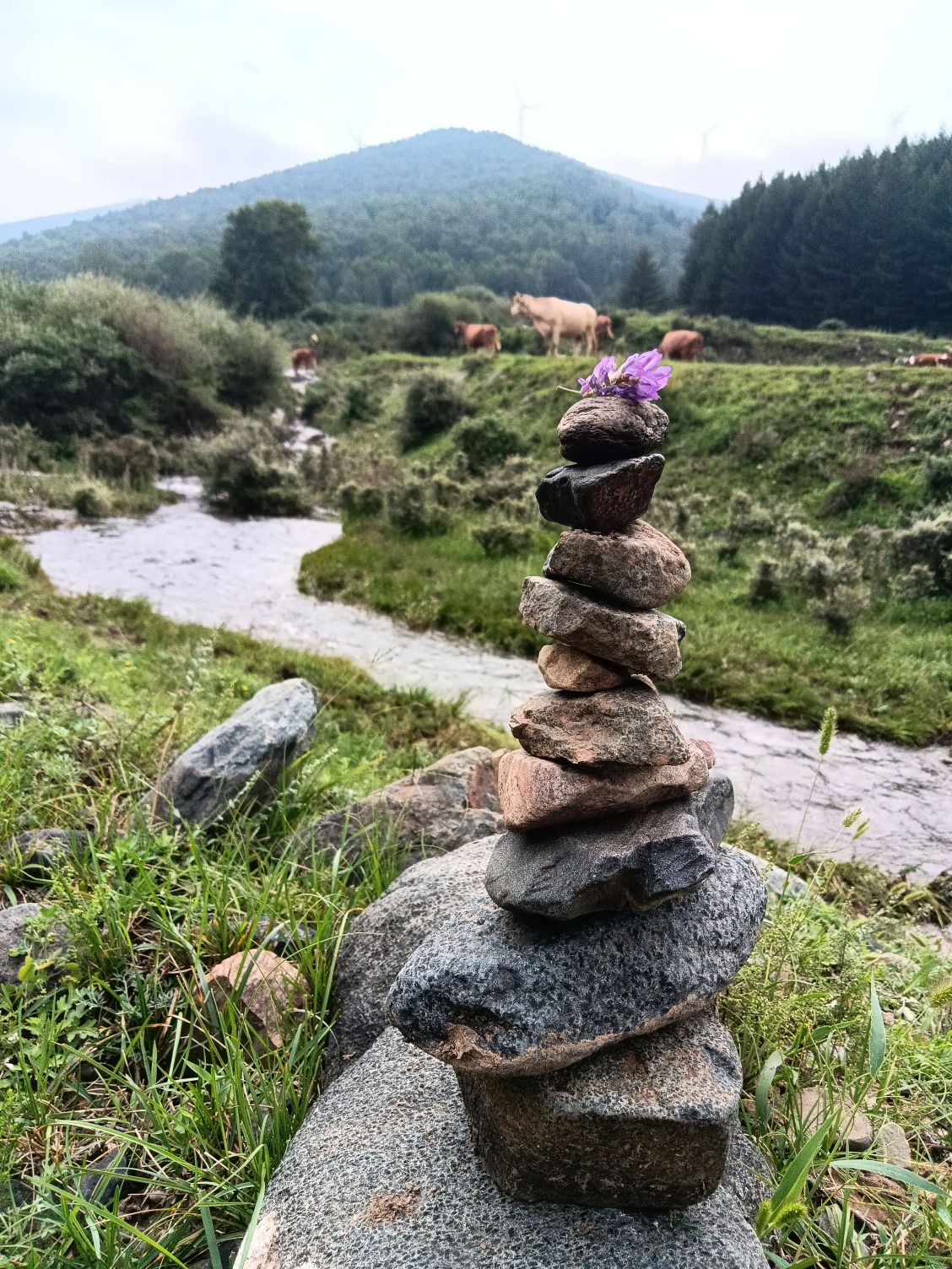 交楼申乡