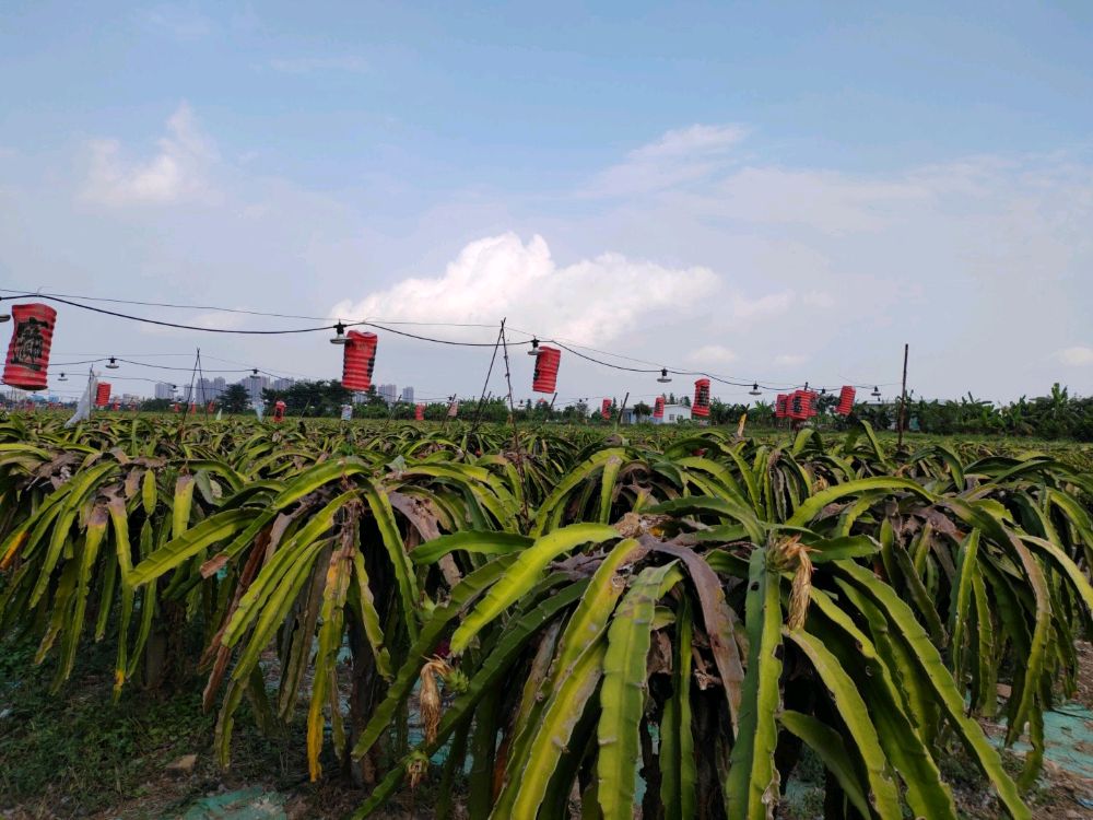 黄金村火龙果基地