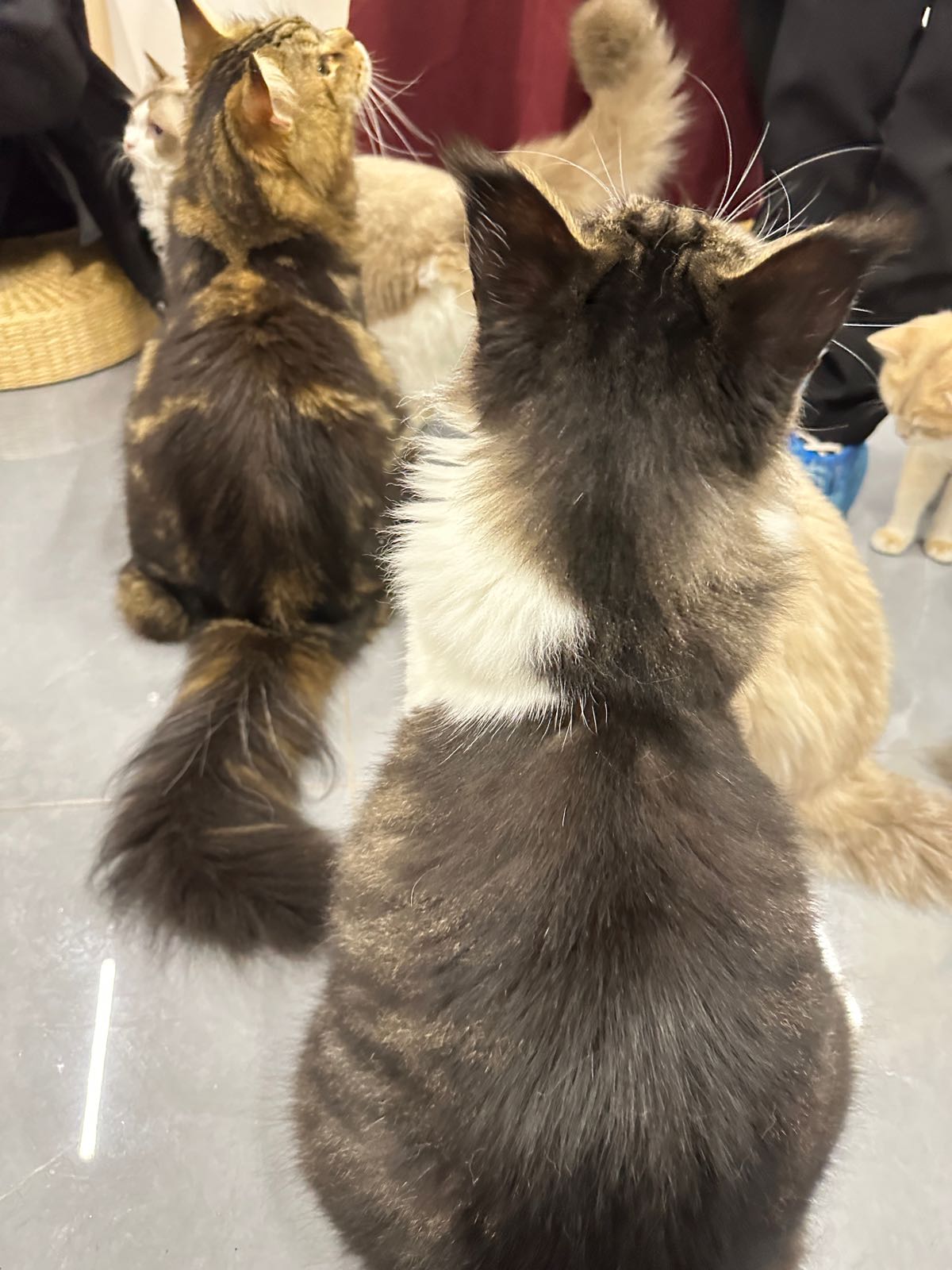 有猫猫咖·Ps5试玩馆·德文猫舍(城区店)