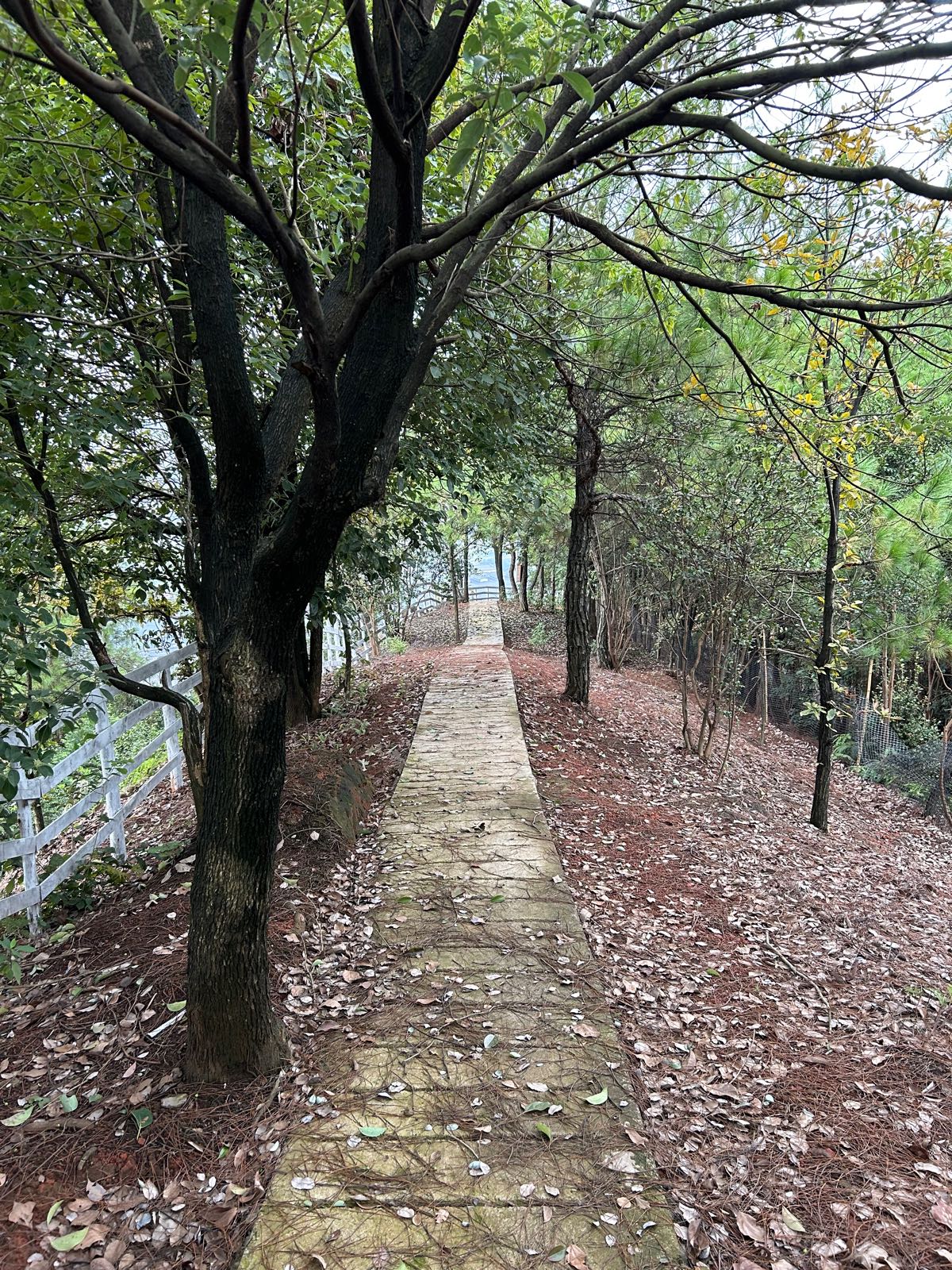 刀背山