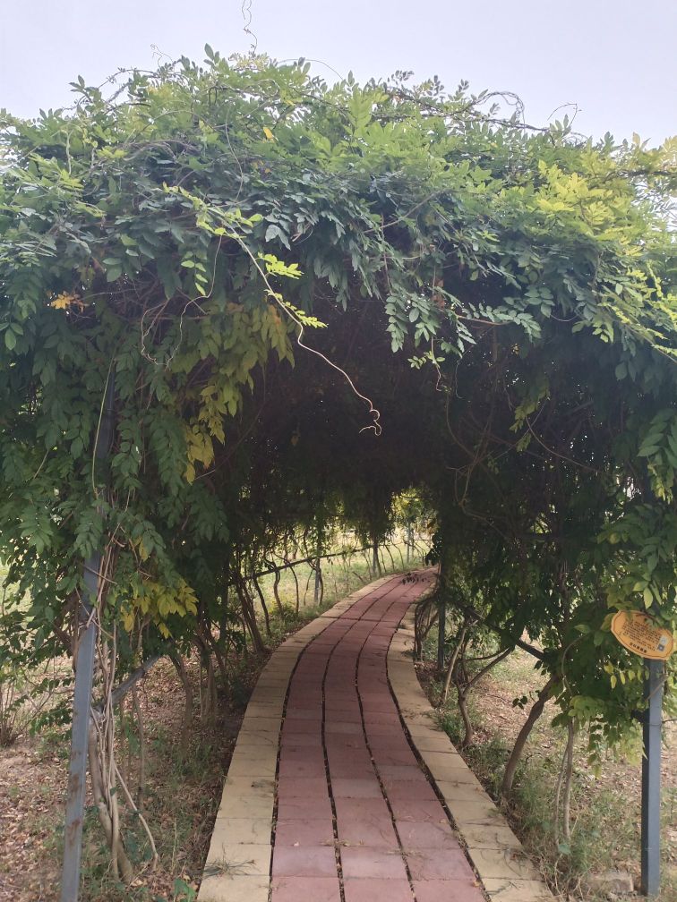 博华孔子草花园
