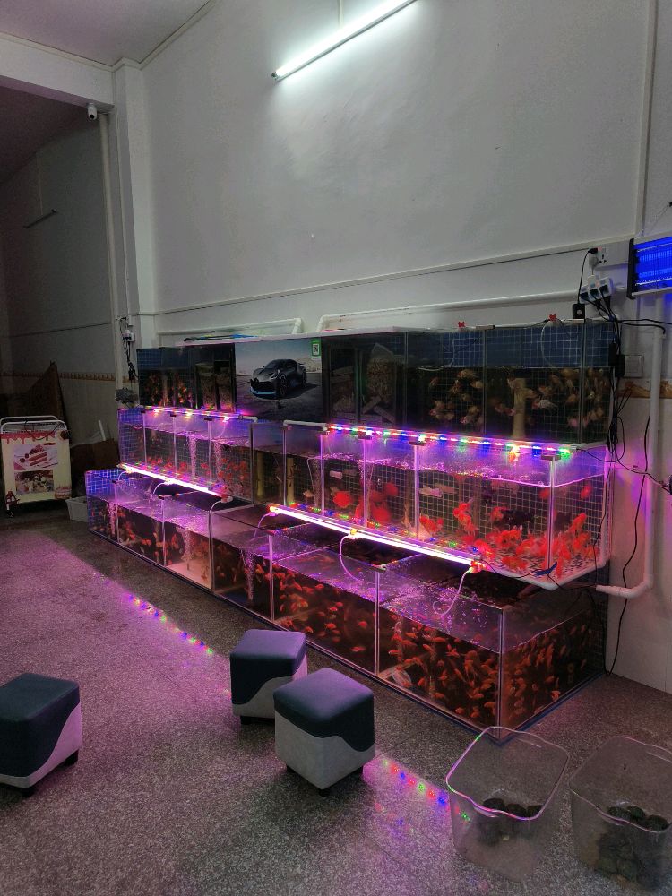 鸿运水族馆(X462店)