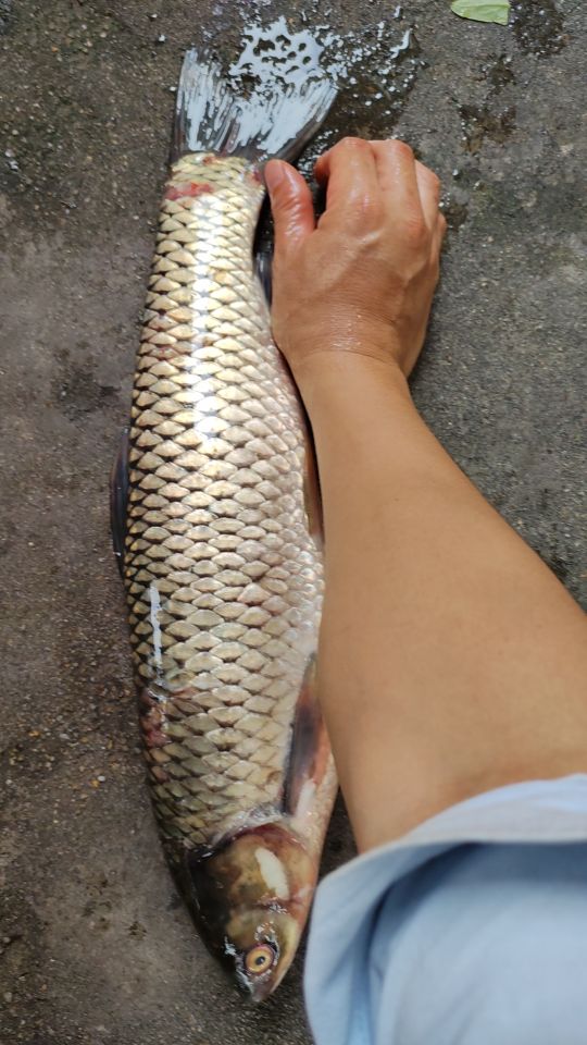 旗林钓场