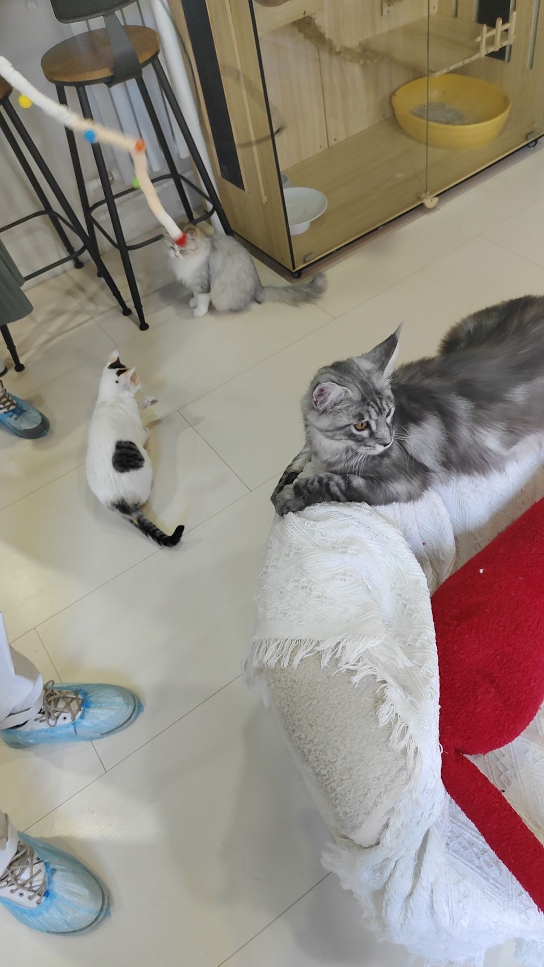 巷子里的猫·猫咖手作店(城隍庙店)