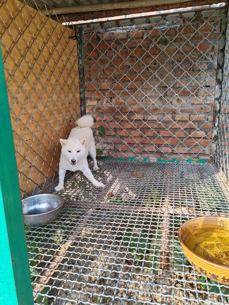 肃宁县旭旭犬舍
