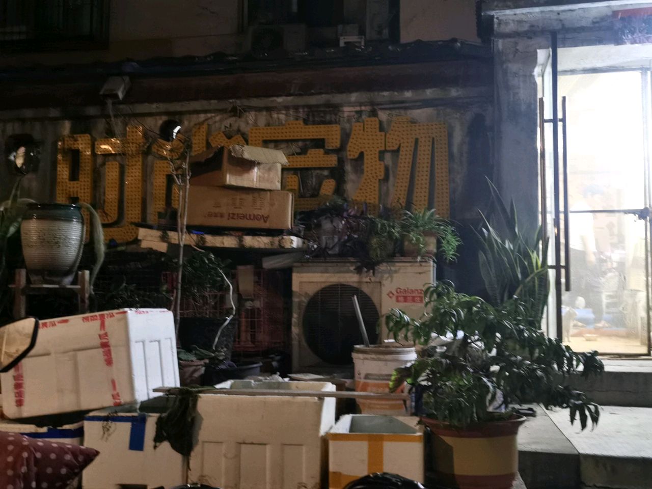 时尚宠物