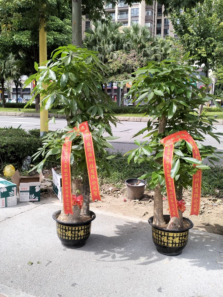 甜甜花卉花店