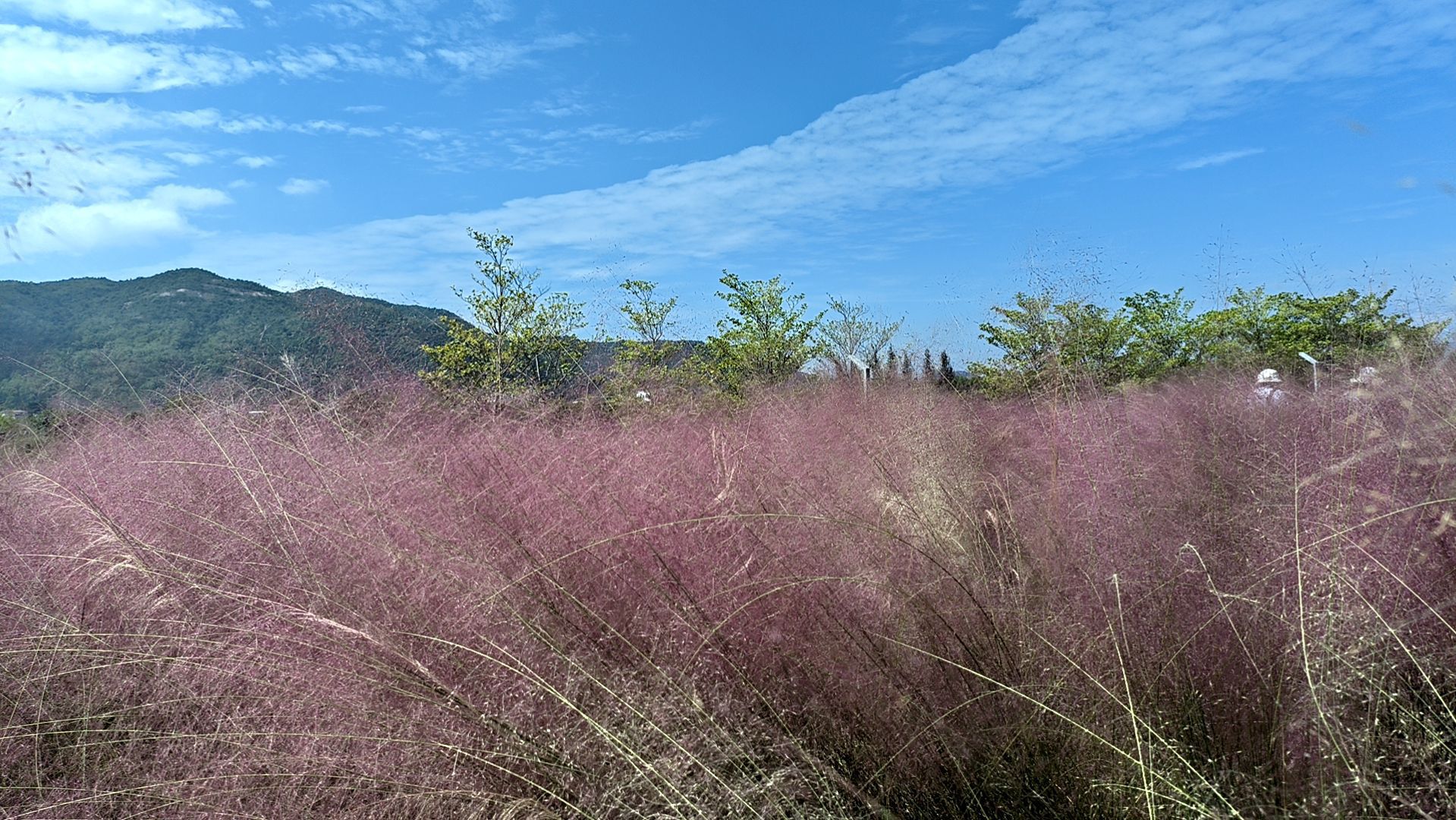 大鹏禾塘湿地园