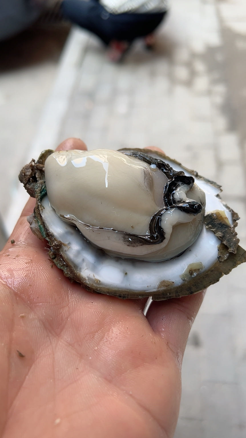 台山海蚝