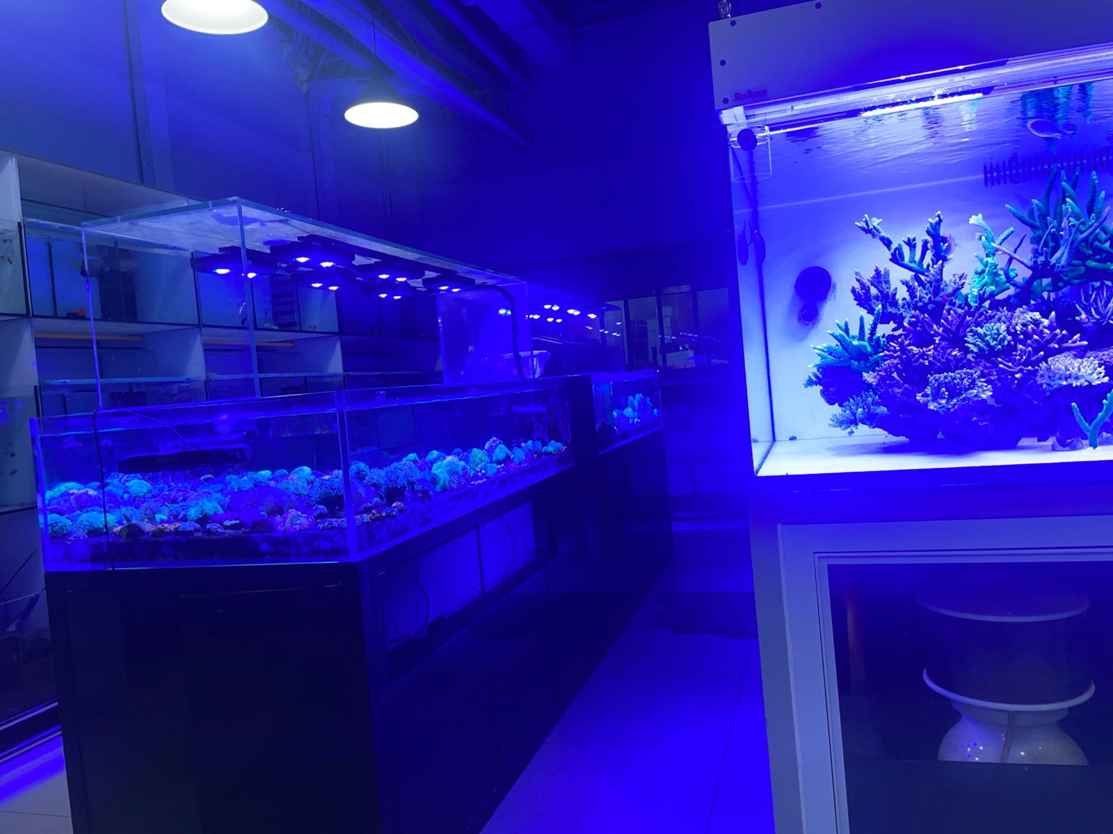 加纳利海水生活馆(乐晟广场店)