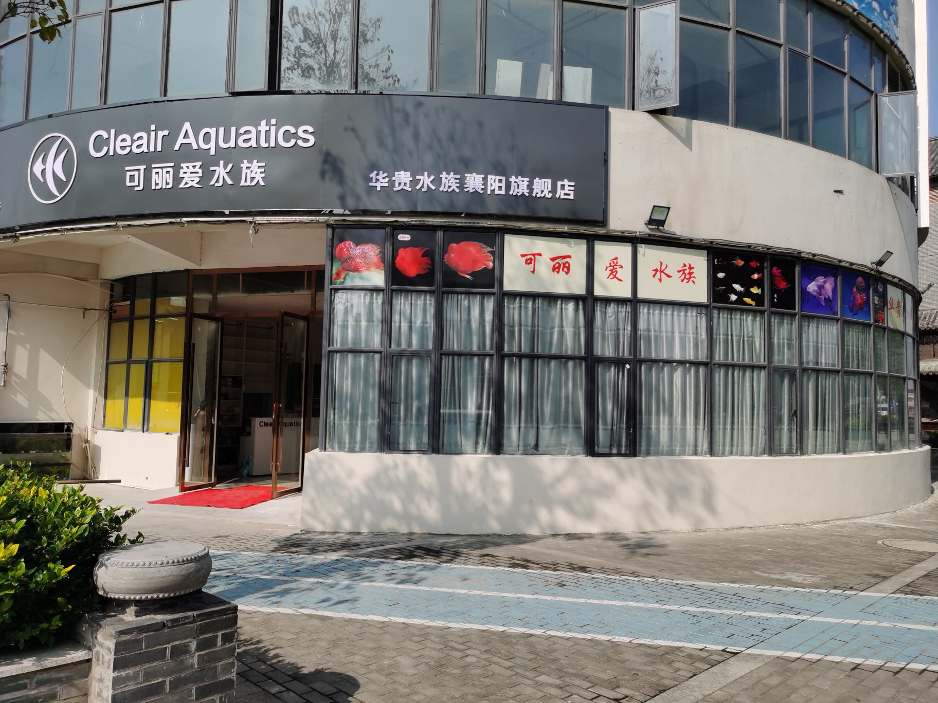 华贵水族可丽爱专卖店