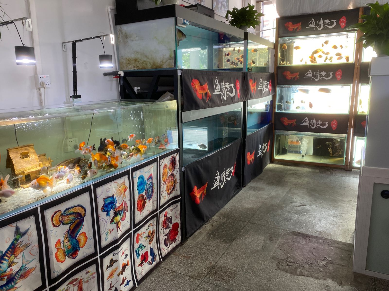 鱼情未了高端观赏鱼旗舰店
