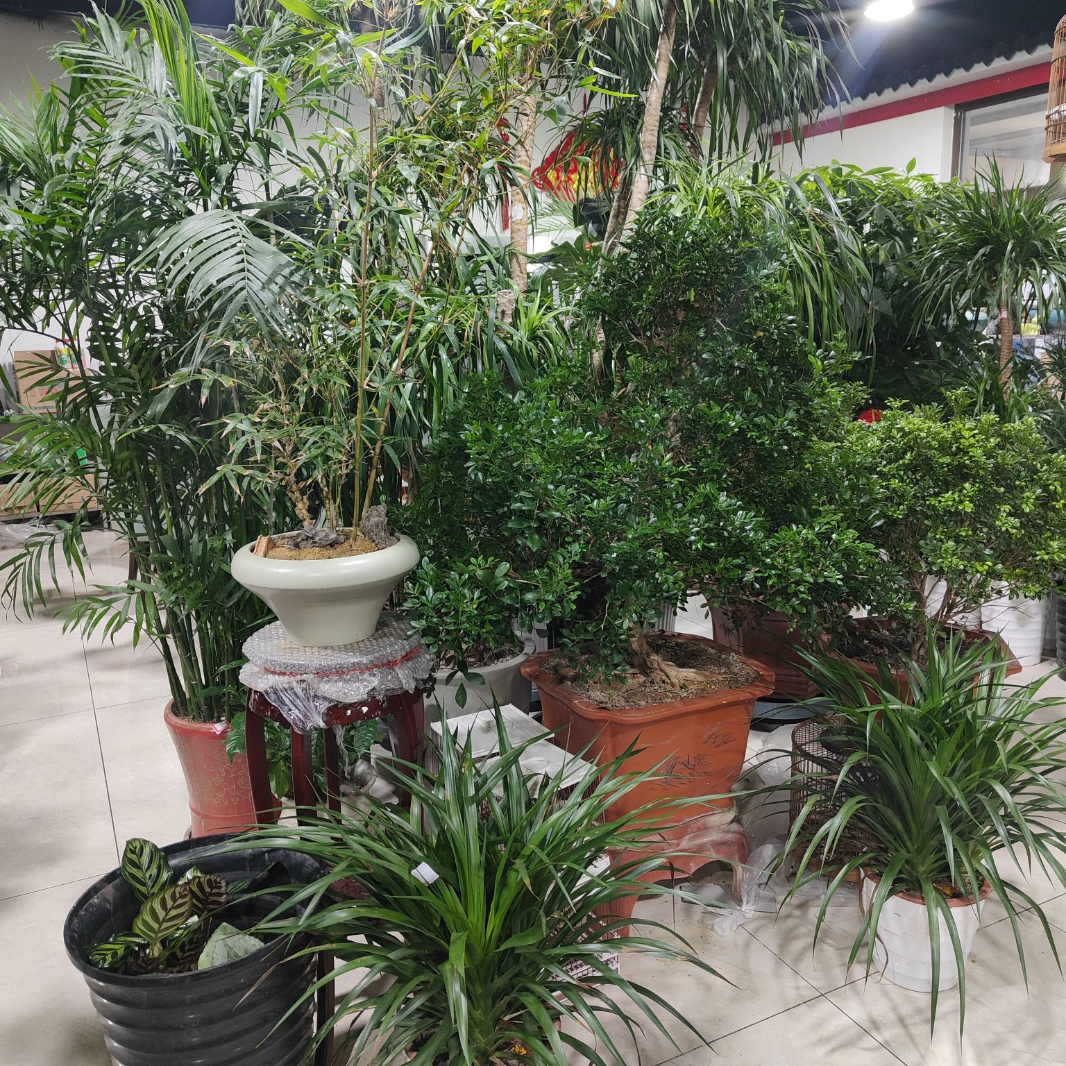 红房子花鸟