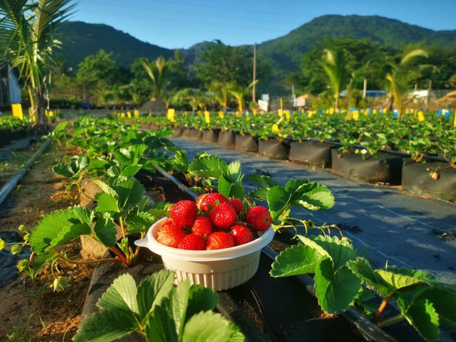 椰莓生态示范园