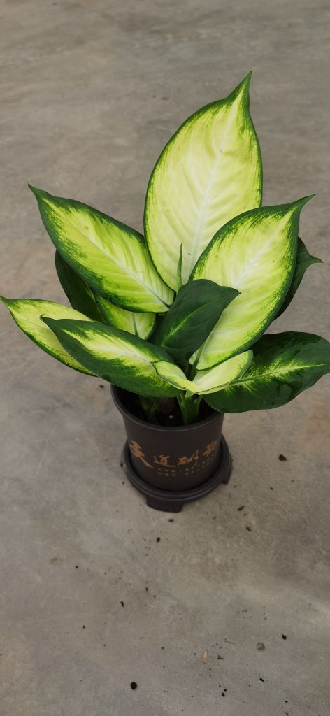 庞家花卉