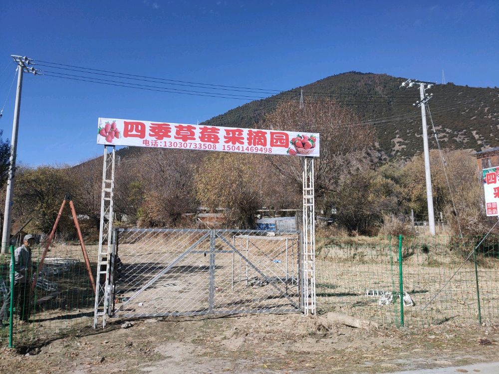 四季草莓采摘园