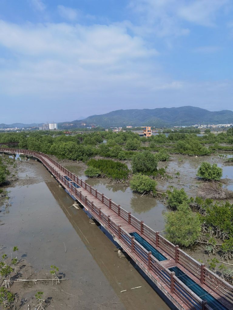 好招楼红树林湿地公园