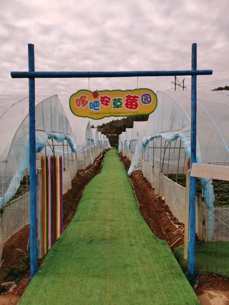 哆吧安草莓园