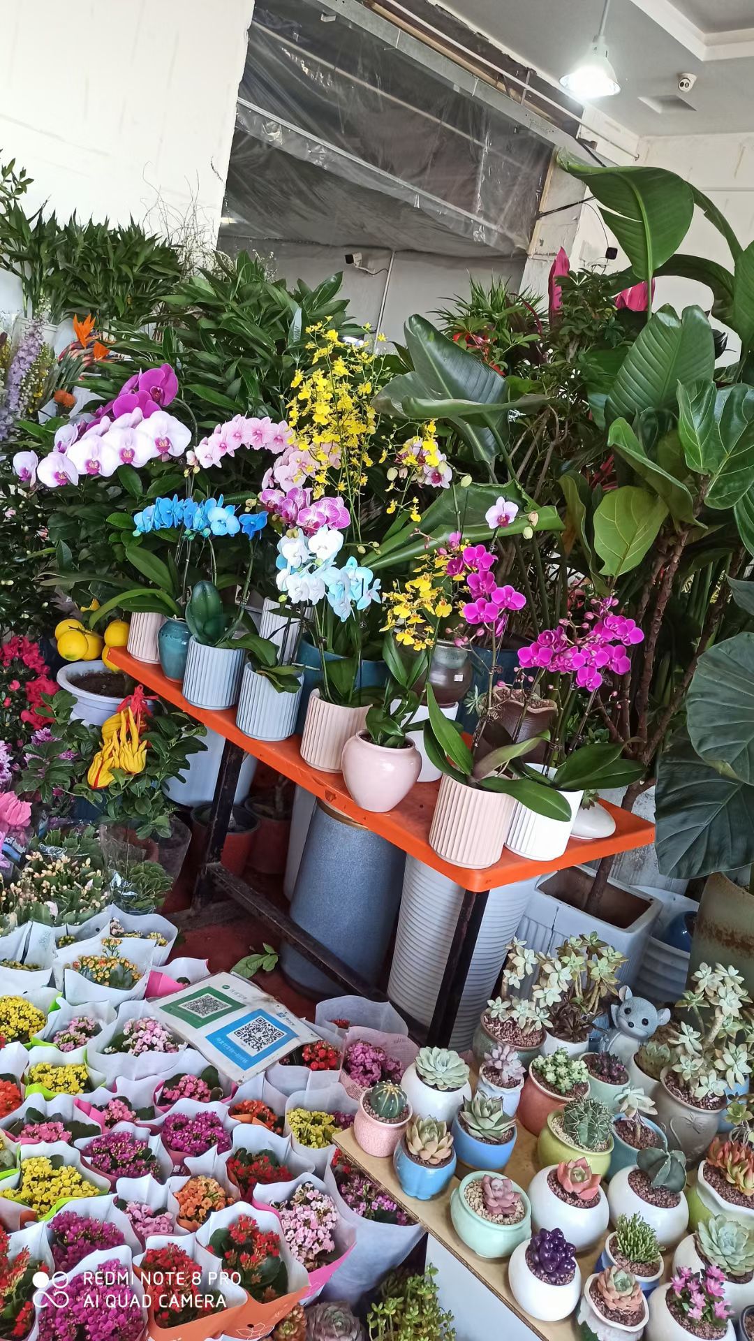 连源花木花卉绿植鲜花水族观赏鱼