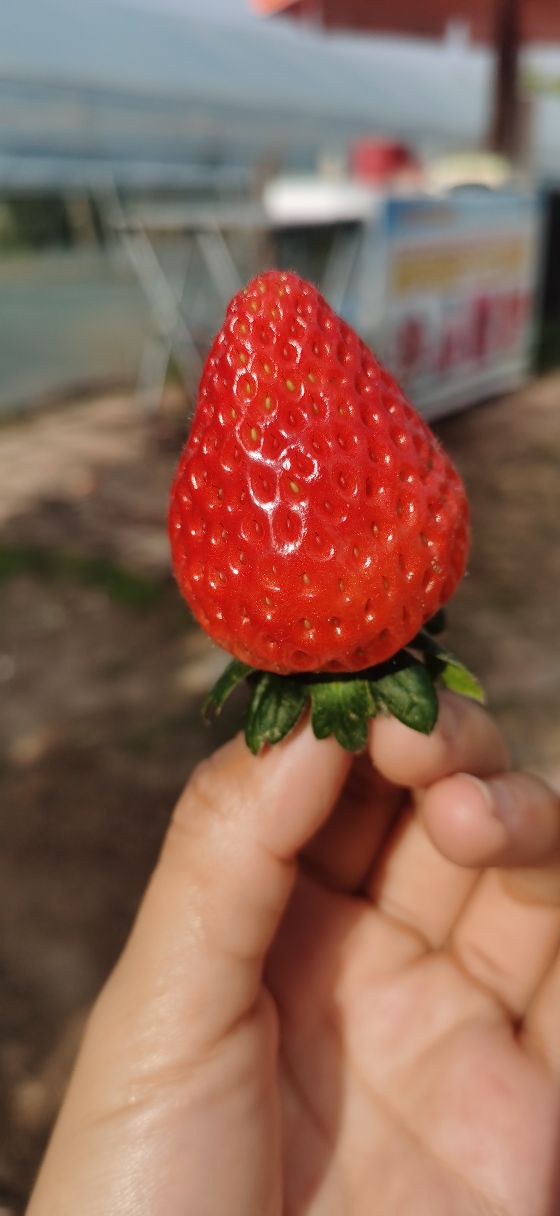 开心草莓采摘乐园