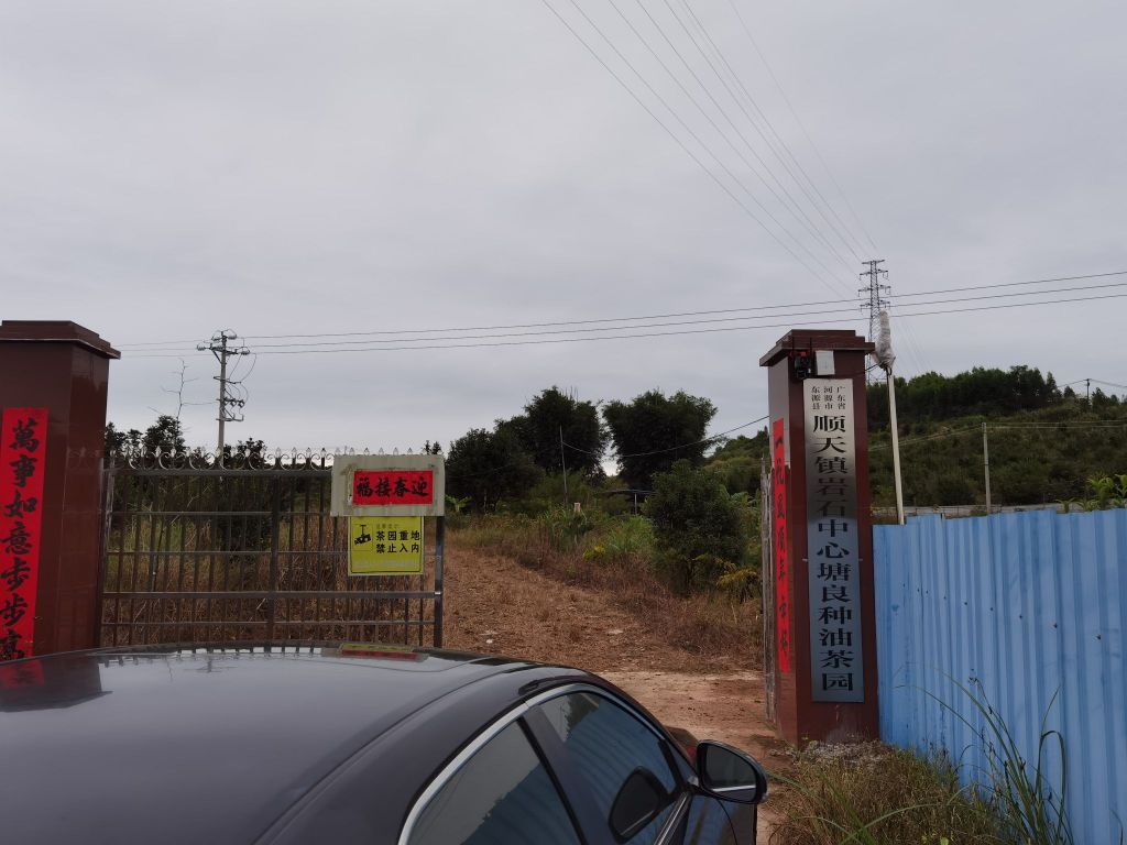 广东省河源市东源县顺天镇岩石中心塘良种油茶园