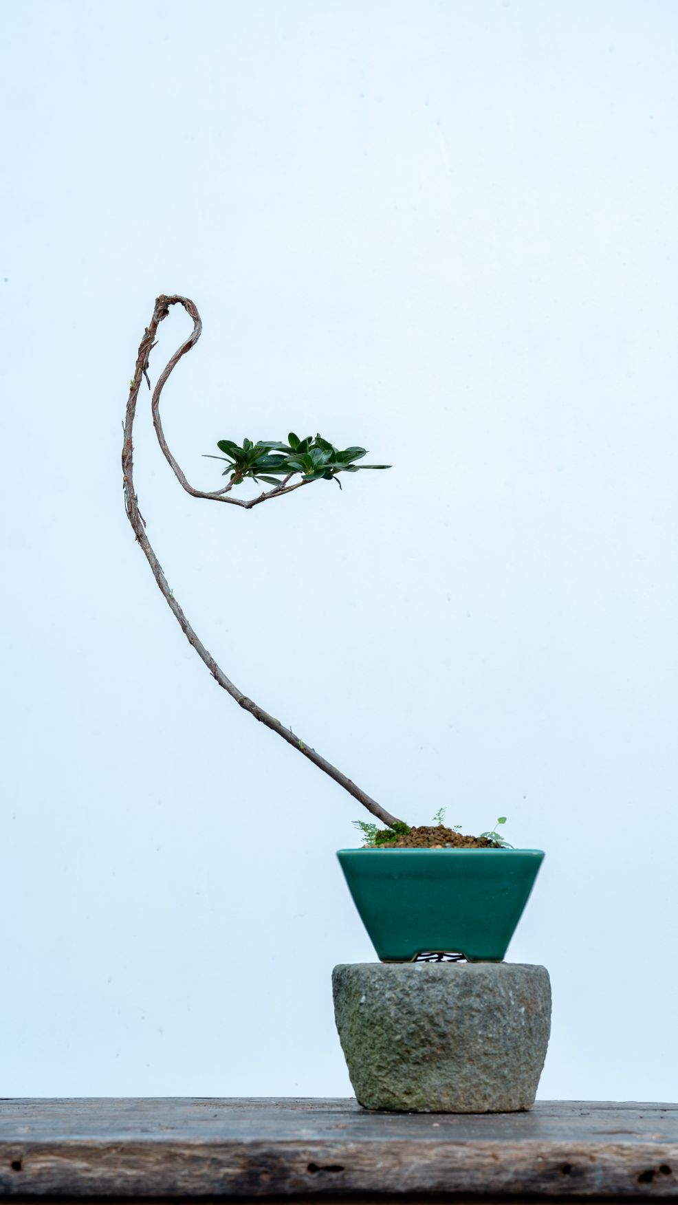 天姥兰花