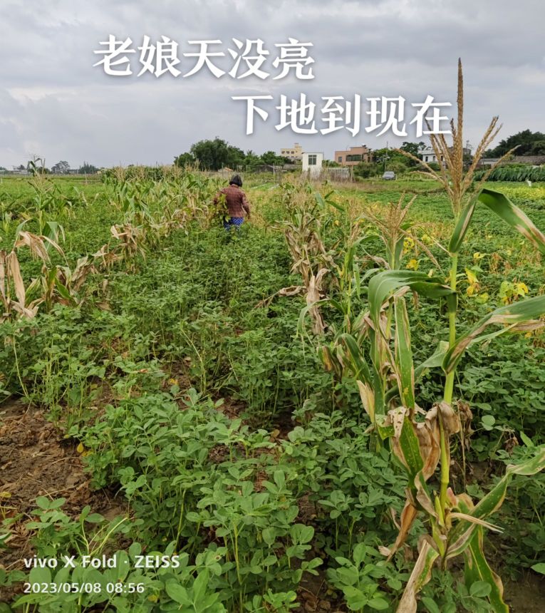 新坡镇