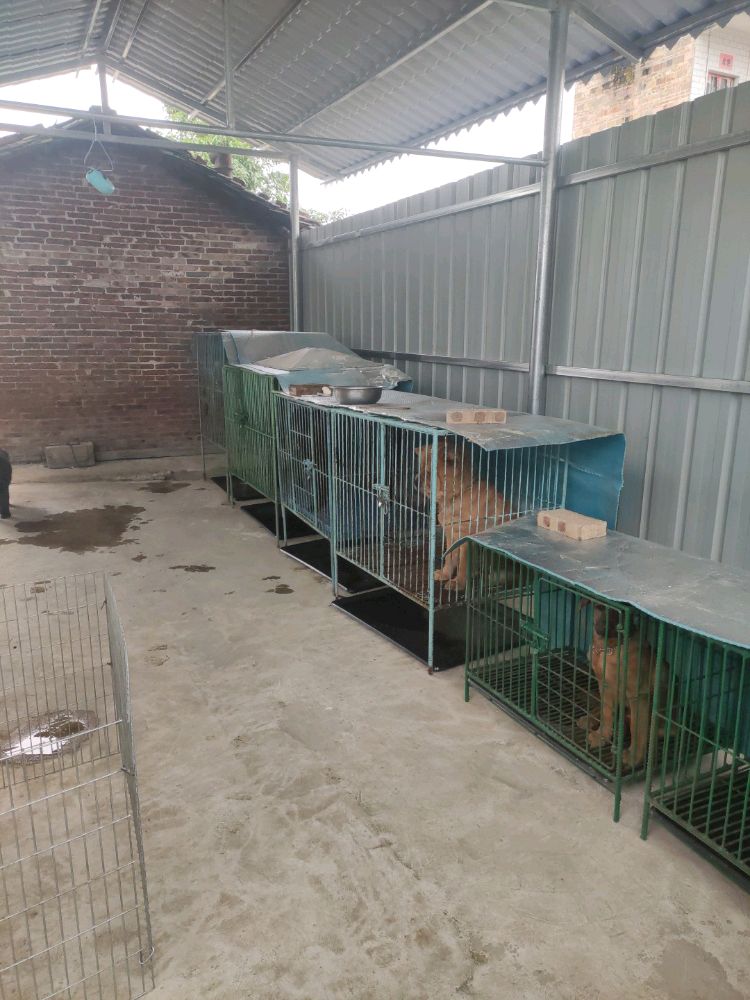 俊哥五黑松狮犬舍