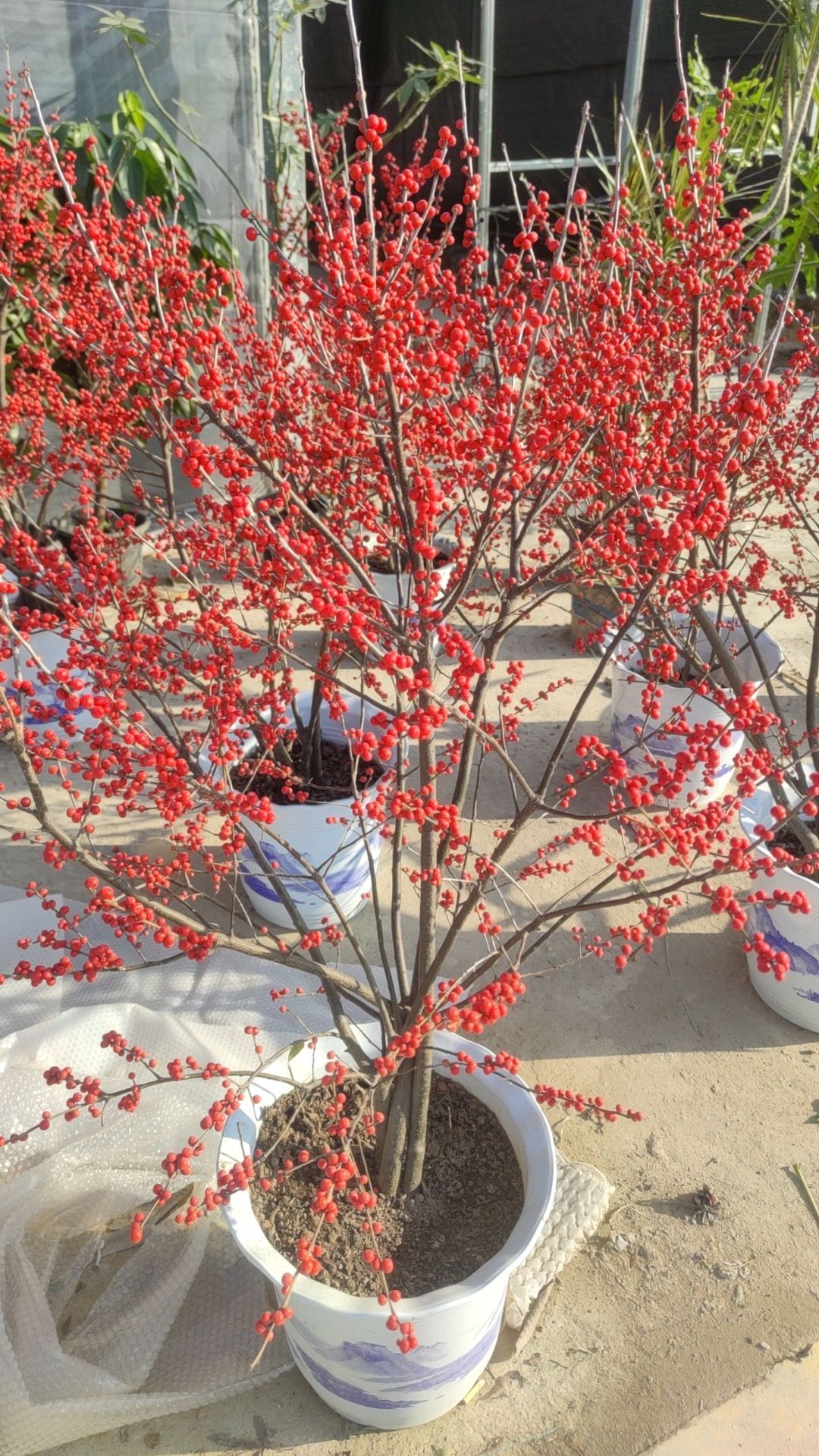 华中花木大世界