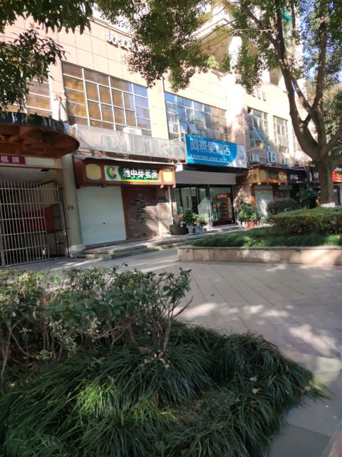 雅中芽茗茶
