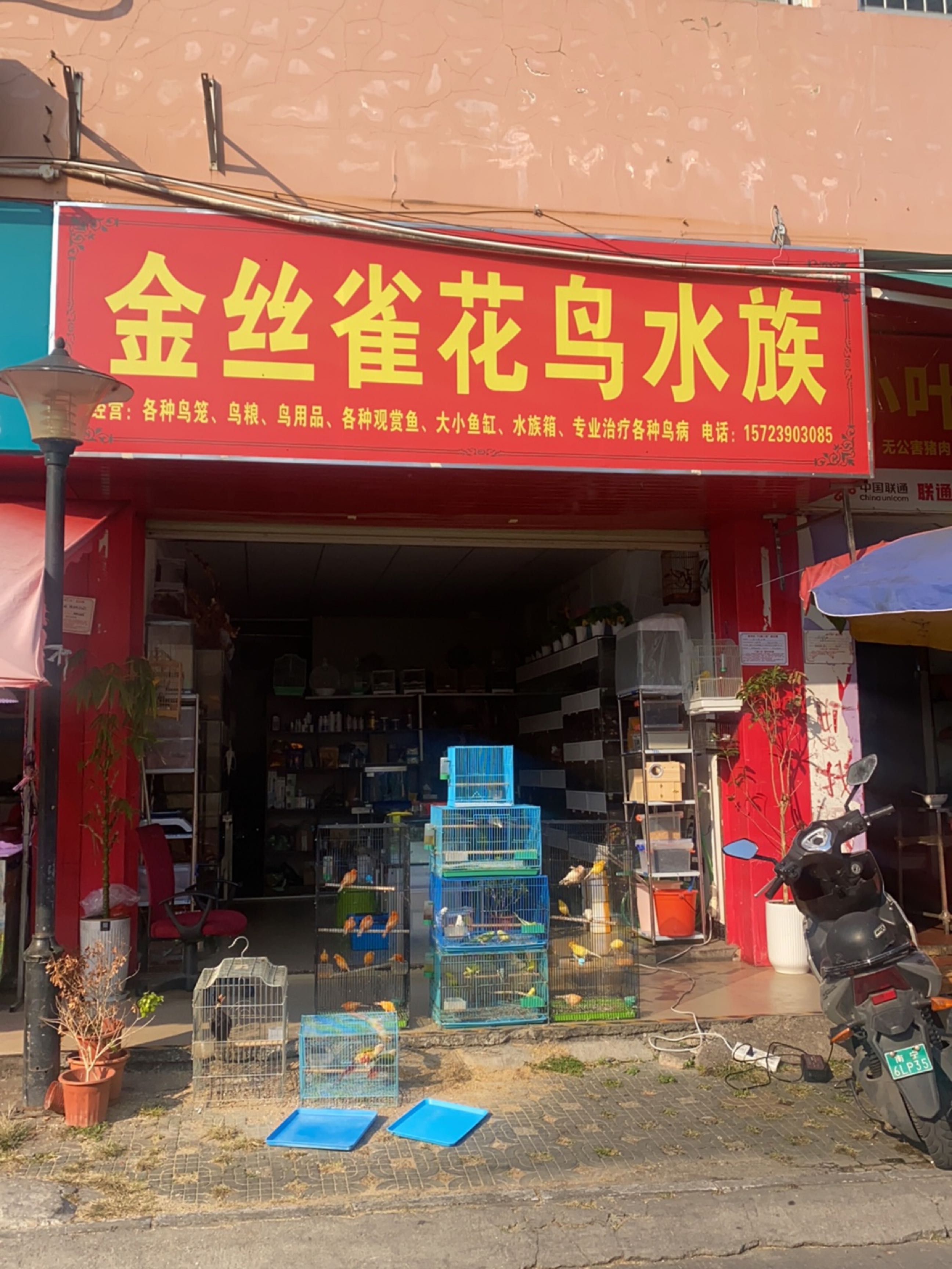 金丝雀花鸟水族