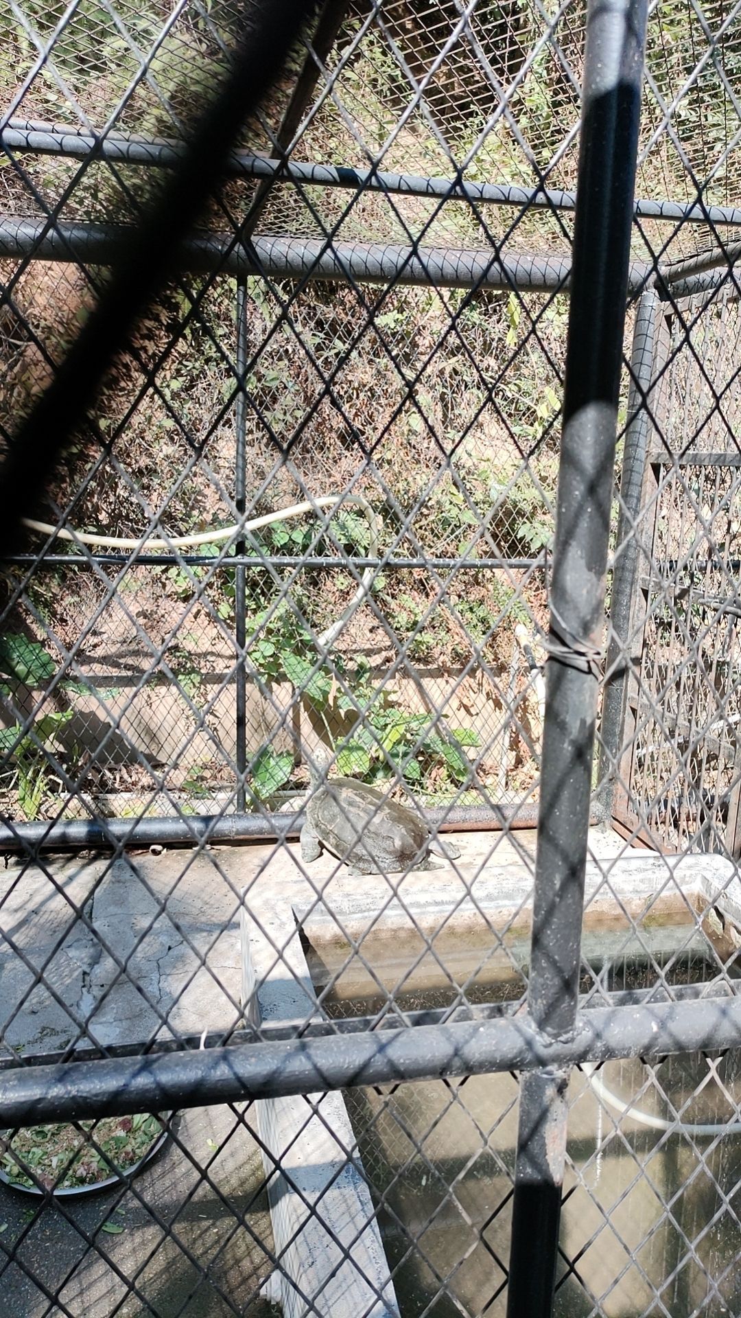 趣味动物苑-土拨鼠