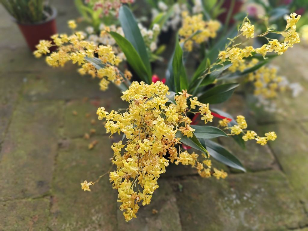 福山花圃