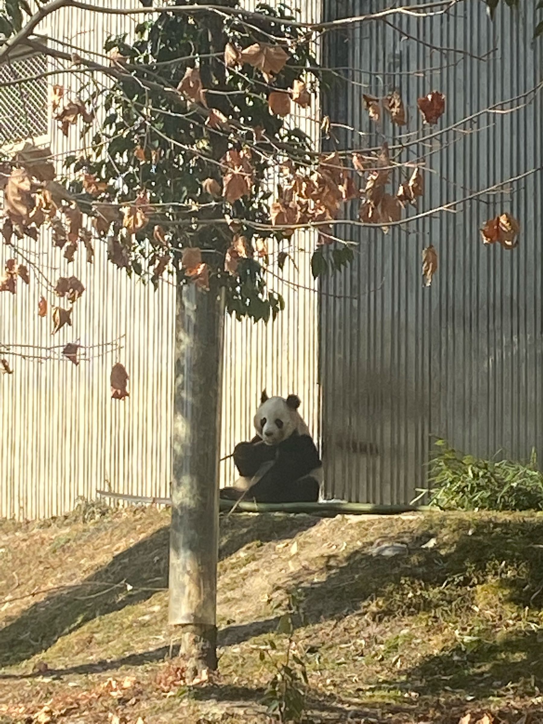 卧龙中华大熊猫苑神树坪基地-售票处