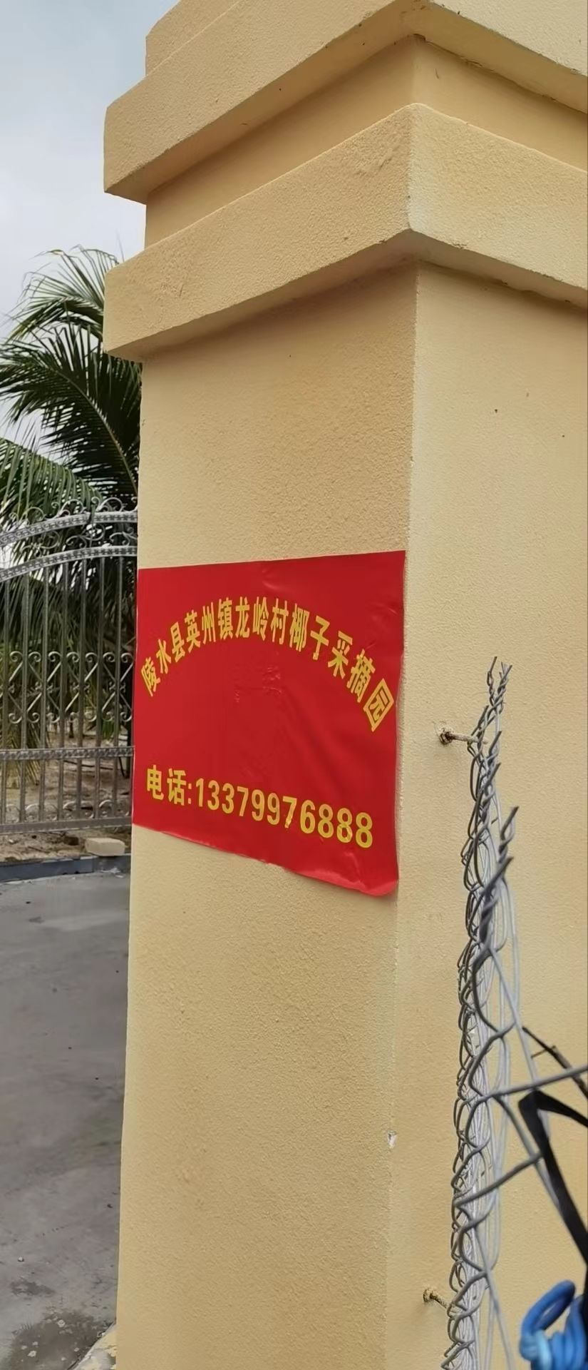 陵水清水湾椰子采摘园