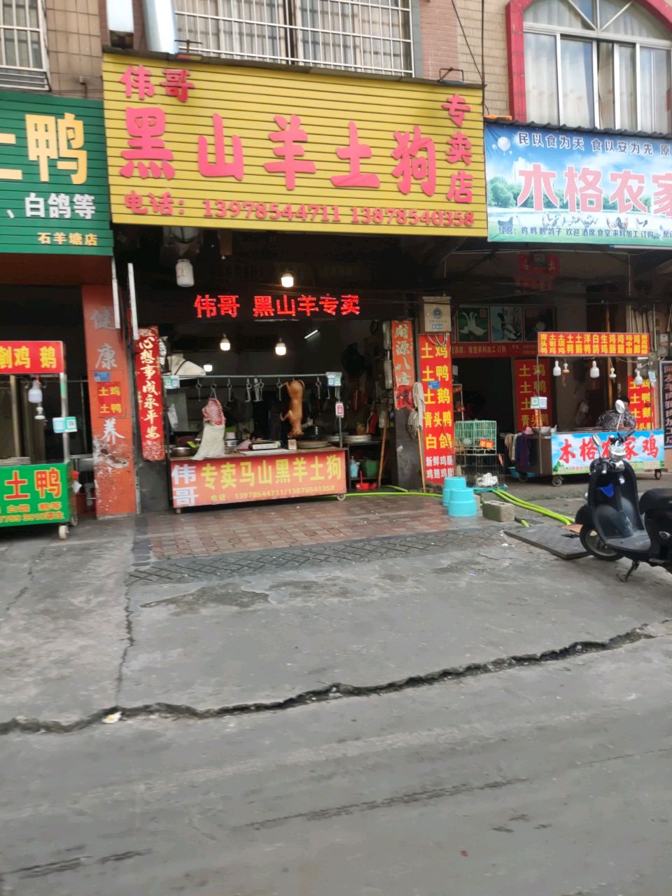 伟哥黑山羊土狗专卖店